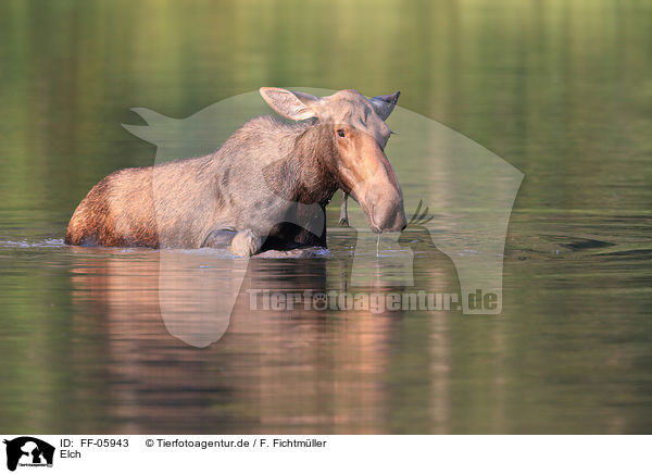 Elch / moose / FF-05943