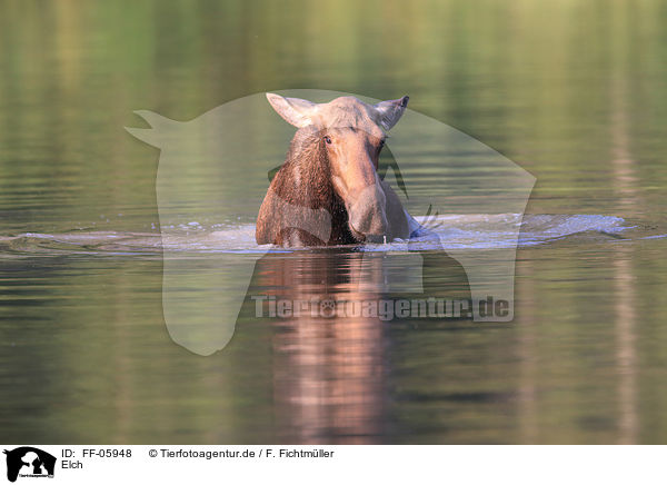 Elch / moose / FF-05948
