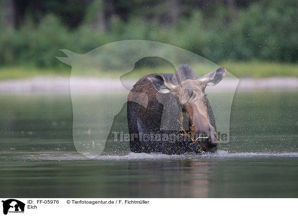 Elch / moose / FF-05976
