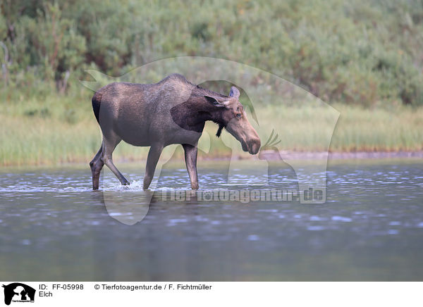 Elch / moose / FF-05998