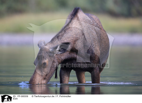 Elch / moose / FF-06009