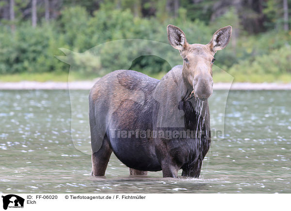 Elch / moose / FF-06020