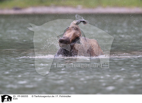 Elch / moose / FF-06055