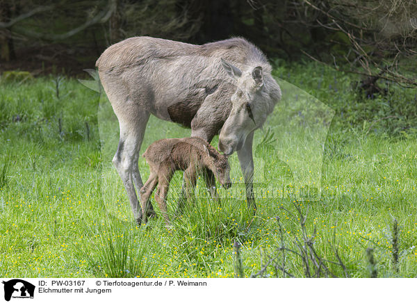 Elchmutter mit Jungem / PW-03167
