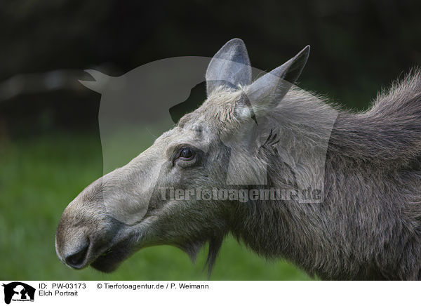 Elch Portrait / PW-03173