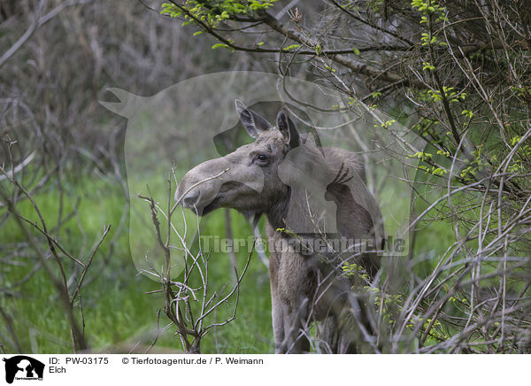 Elch / Elk / PW-03175