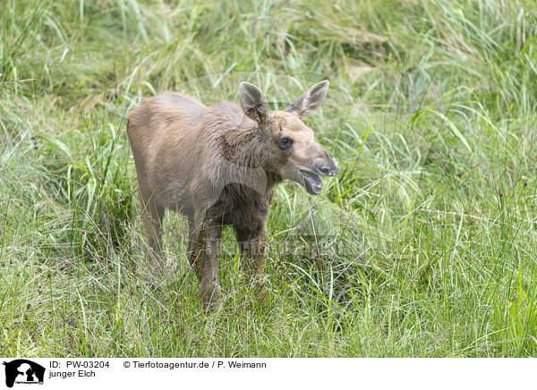 junger Elch / young elk / PW-03204