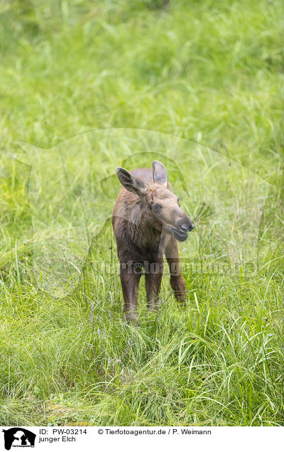 junger Elch / young elk / PW-03214