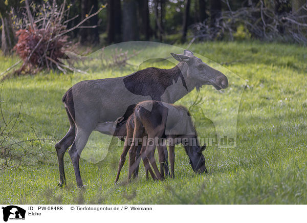 Elche / Mooses / PW-08488