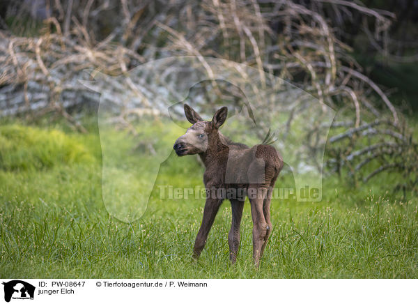 junger Elch / young Moose / PW-08647