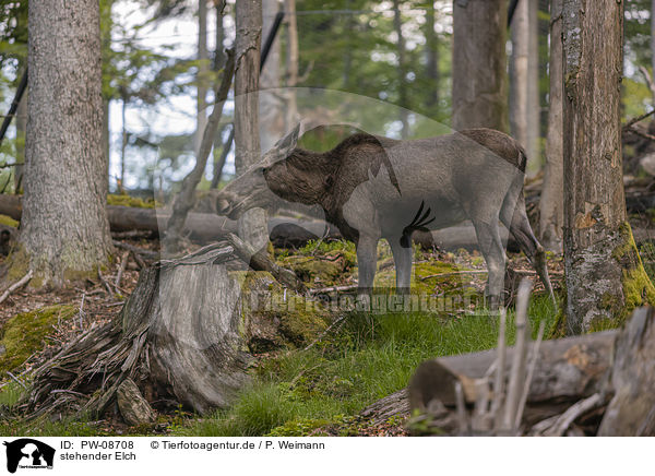 stehender Elch / PW-08708