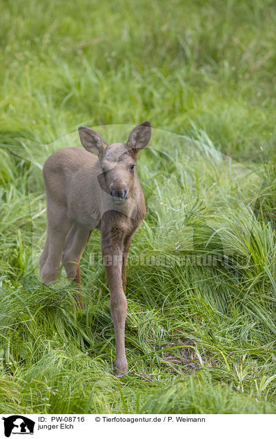 junger Elch / PW-08716