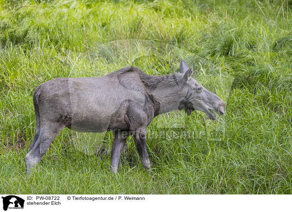 stehender Elch / PW-08722
