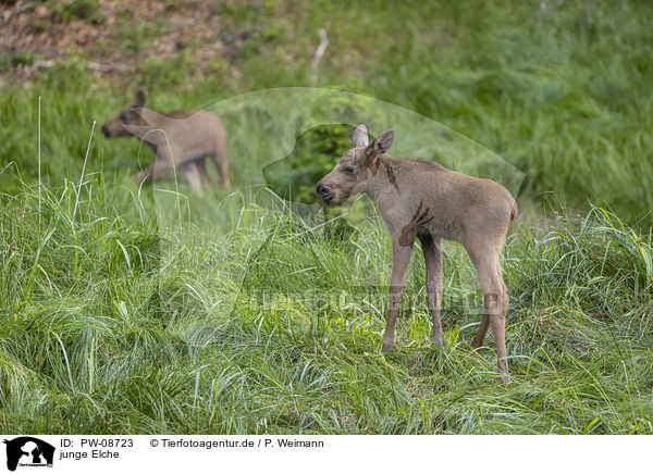 junge Elche / PW-08723