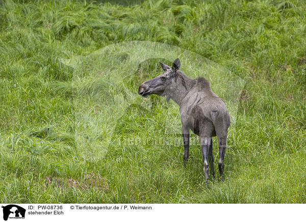 stehender Elch / PW-08736