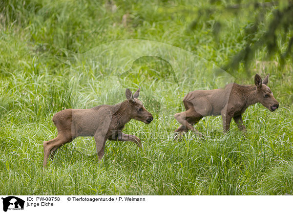 junge Elche / PW-08758