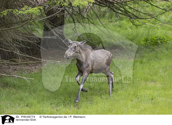 rennender Elch / PW-08774