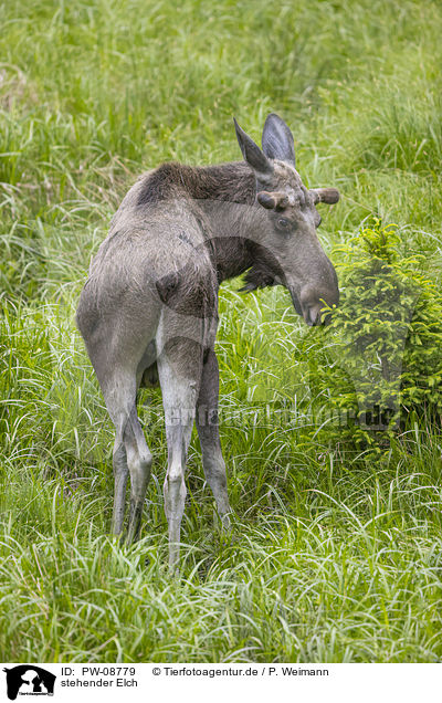 stehender Elch / standing Moose / PW-08779