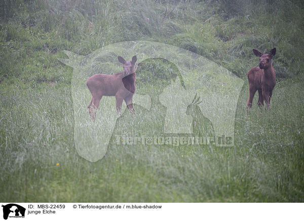 junge Elche / young Mooses / MBS-22459