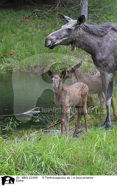 Elche / Mooses / MBS-22468