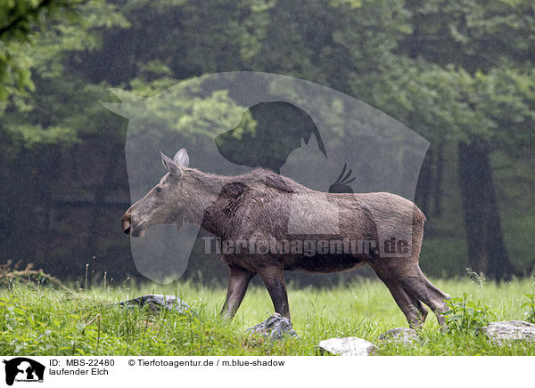 laufender Elch / MBS-22480