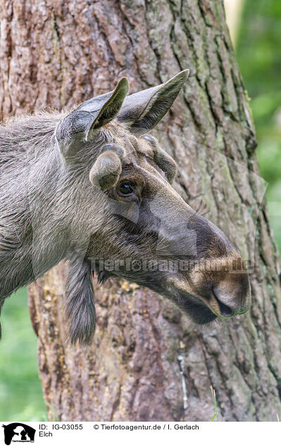 Elch / elk / IG-03055