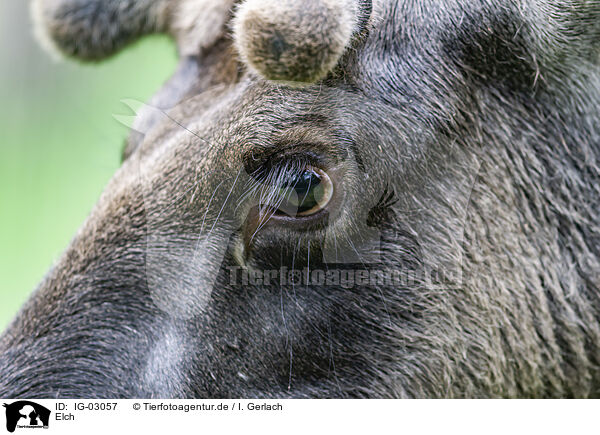 Elch / elk / IG-03057