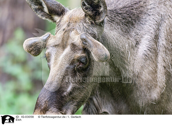 Elch / elk / IG-03058