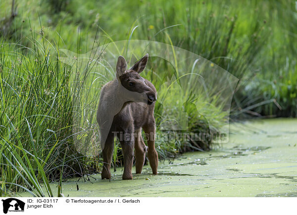 junger Elch / young elk / IG-03117