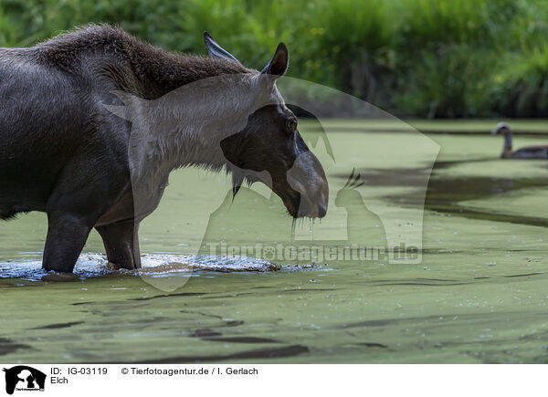 Elch / IG-03119