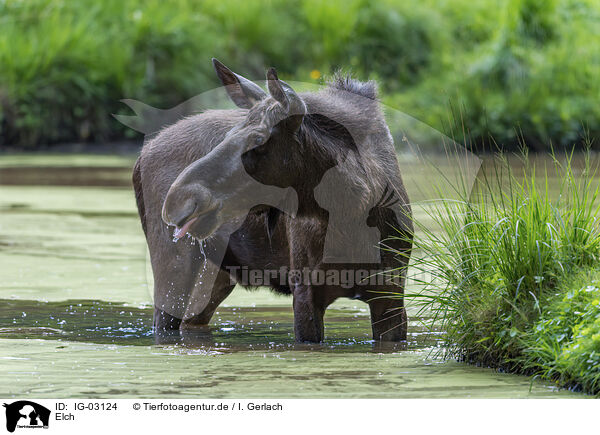 Elch / IG-03124