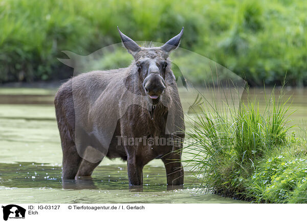 Elch / IG-03127