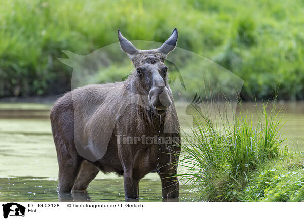 Elch / IG-03128
