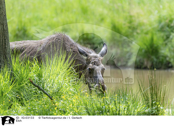 Elch / IG-03133