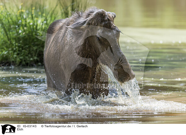 Elch / IG-03143