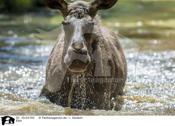 Elch / elk / IG-03150