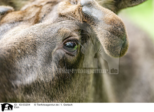 Elch / elk / IG-03204