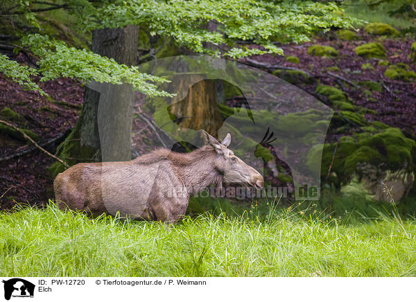 Elch / moose / PW-12720