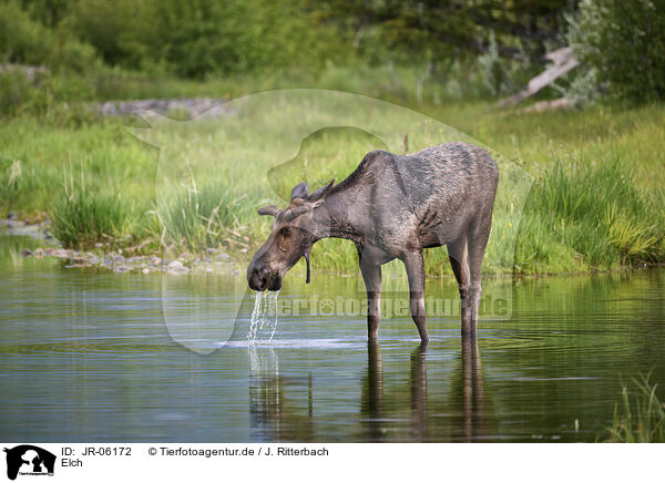 Elch / moose / JR-06172