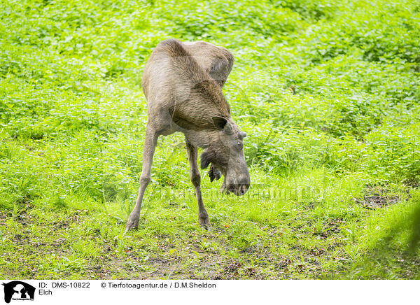 Elch / moose / DMS-10822