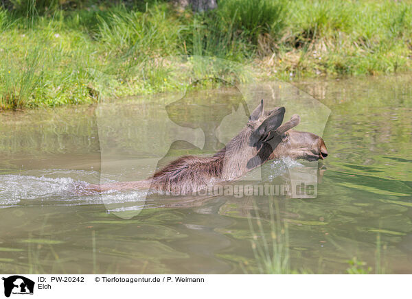 Elch / moose / PW-20242