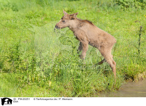 Elch / moose / PW-20251