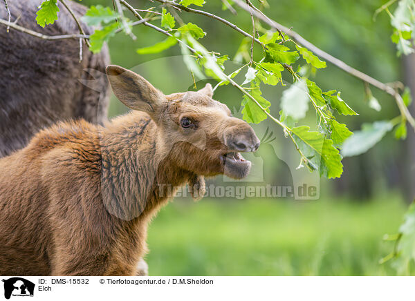 Elch / elk / DMS-15532