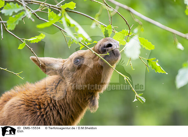 Elch / elk / DMS-15534