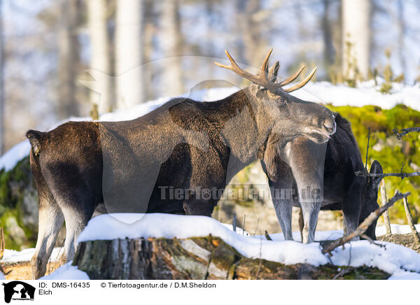 Elch / DMS-16435