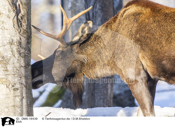 Elch / DMS-16439