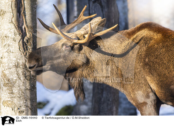 Elch / DMS-16440