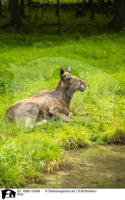 Elch / moose / DMS-16988