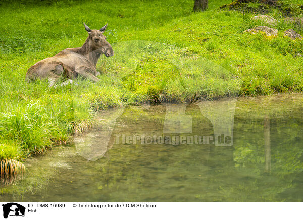 Elch / moose / DMS-16989