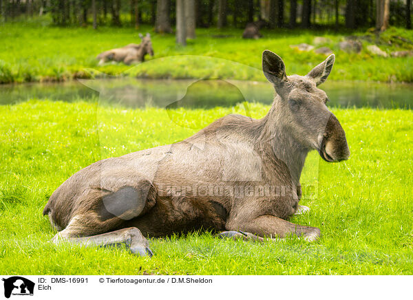 Elch / moose / DMS-16991